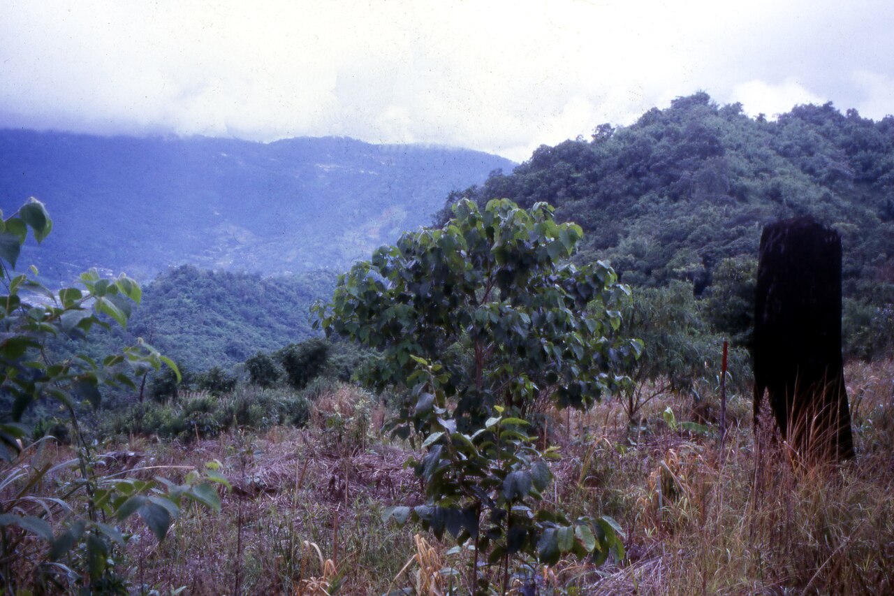 Reforestation site one year after planting framework tree species.