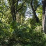 Kariba REDD+: Verra Finds 15.2 Million of 26.8 Million Forest Credits Were Excess, and the Bill Remains Unpaid