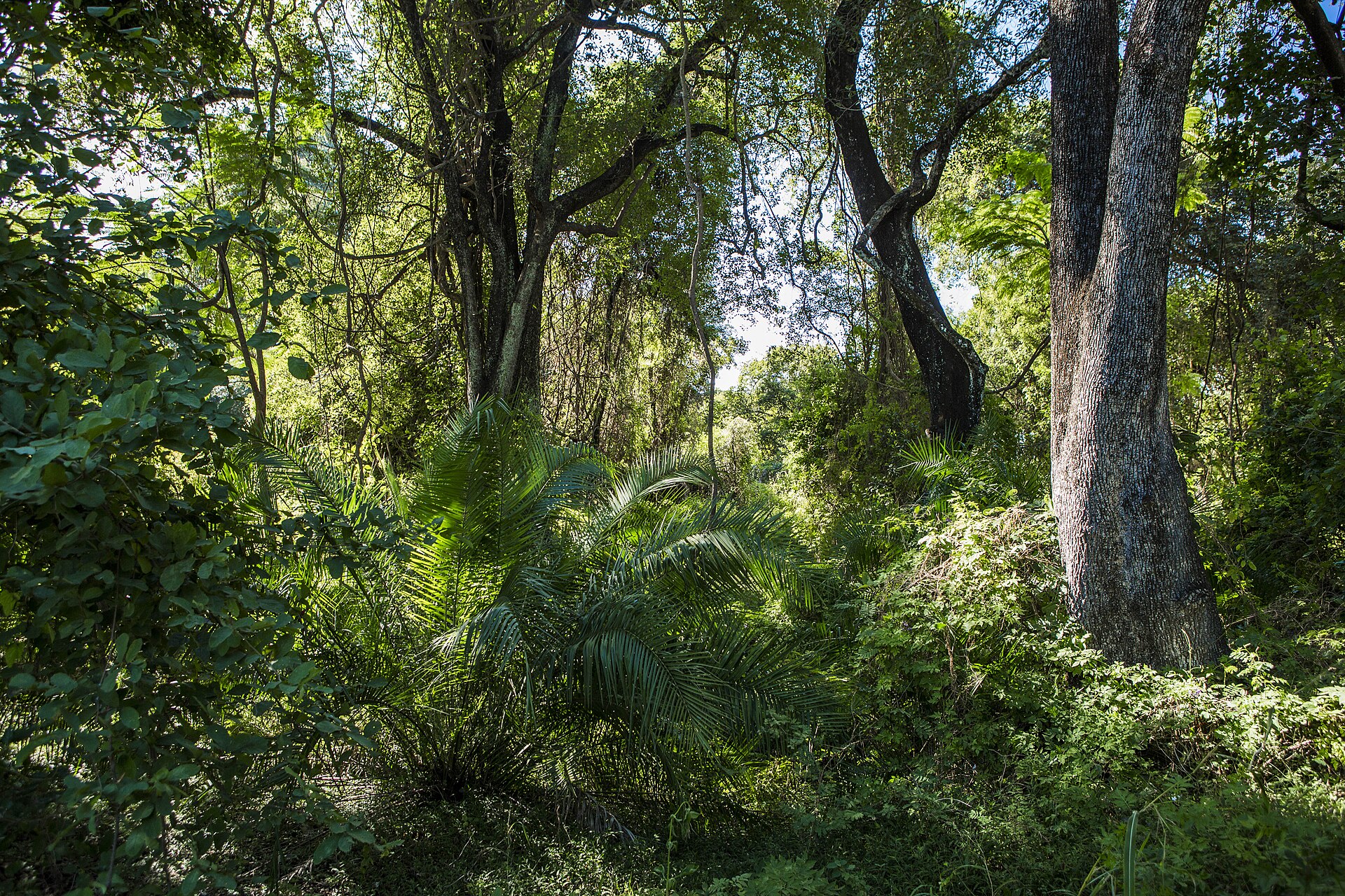 kariba-zimbabwe-forest
