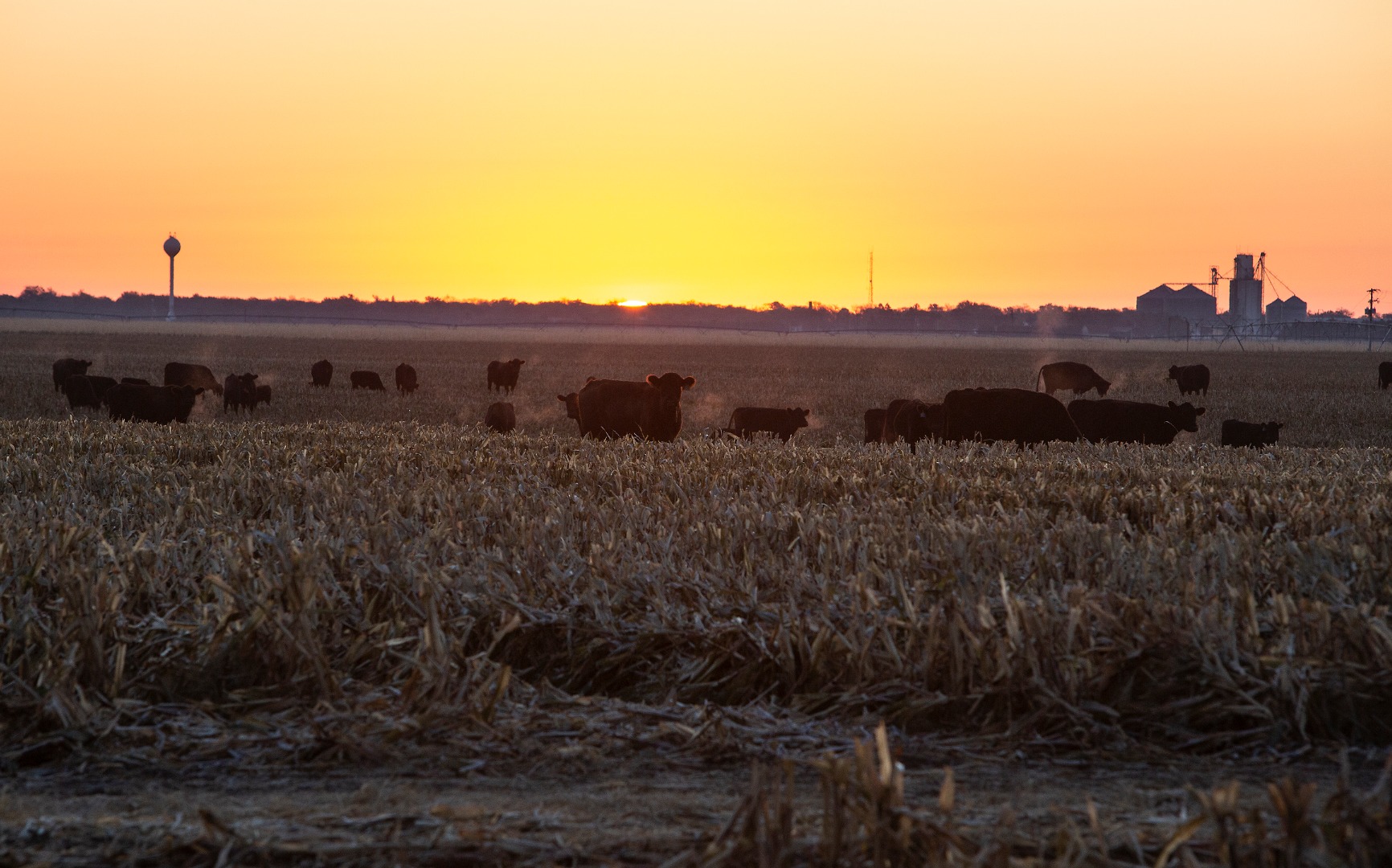Sunrise at the U.S. Meat Animal Research Center (USMARC), in Clay Center, NE., with the town of Clay Center in the background. Stephen Ausmus (D4284-8)